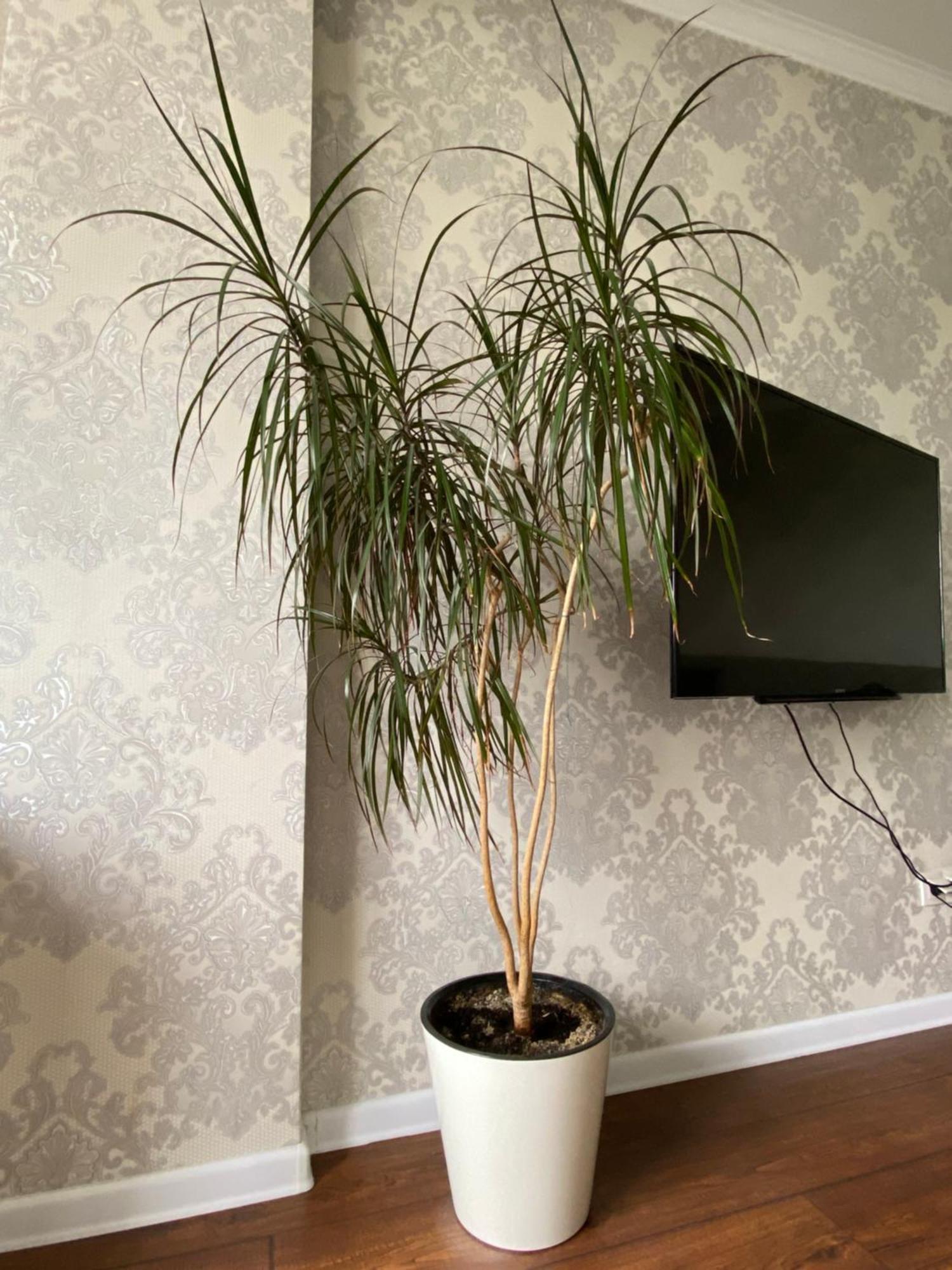 Жк Весна Apartment อัลมาตี ภายนอก รูปภาพ